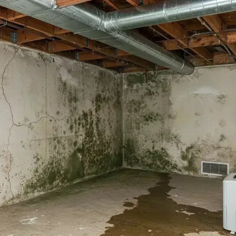 Professional Mold Removal in Cary, IL